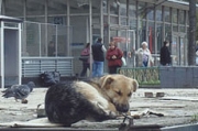 Собаки и Москва